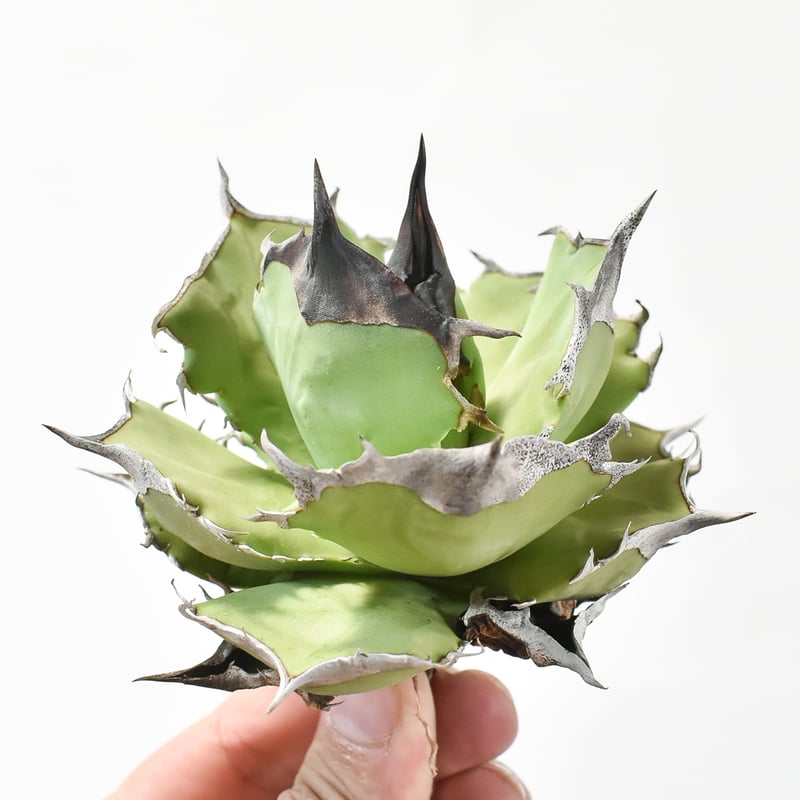 アガベ チタノタ DENNIS040 デニス040 