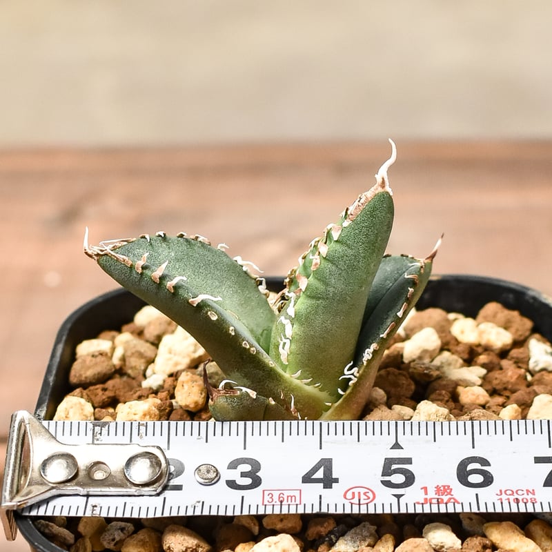 RAFLUMコレクション子株】アガベ チタノタ 