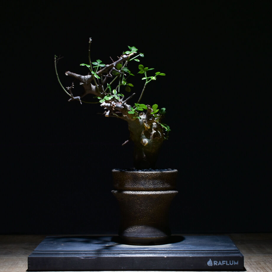 コミフォラ カタフ（ターカネンシス）（発根済み）RF22649 | RAFLUM