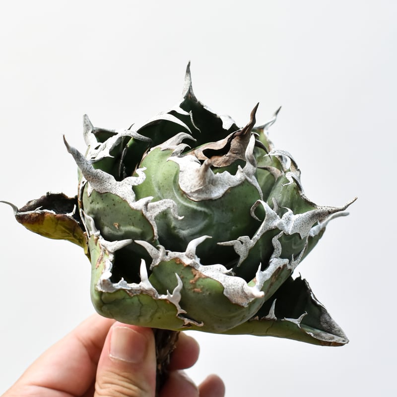 アガベ チタノタ “精品老白鯨” 【台湾 dragon agave産/抜き苗/中株】I