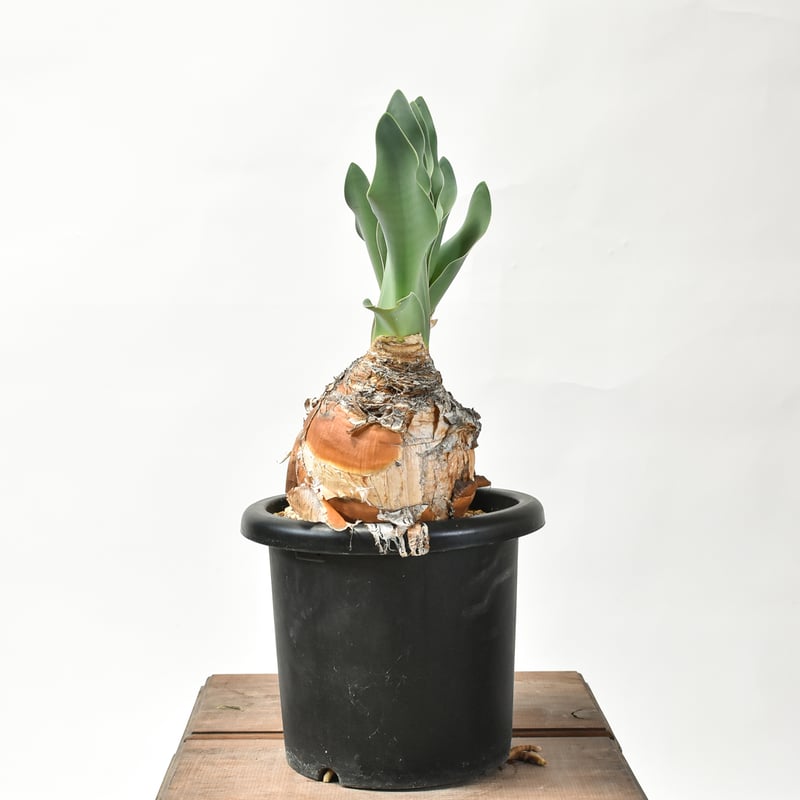 ブーファン ハエマンソイデス 