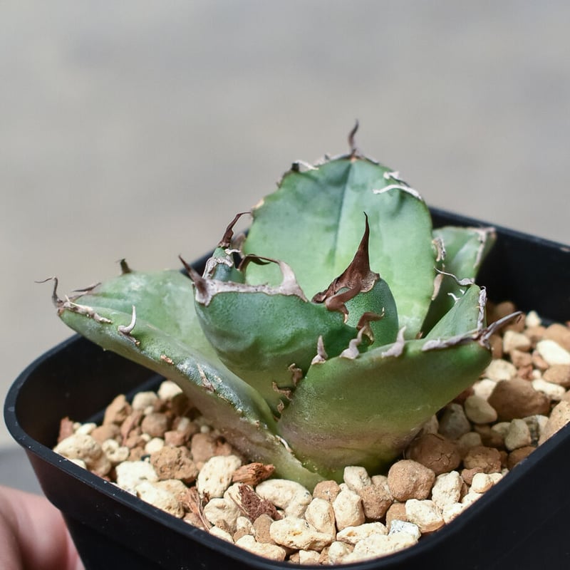 アガベ チタノタ 