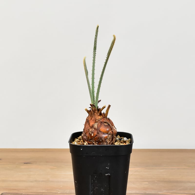 サイカス カイルンシアナ 【実生】RF25011357 | RAFLUM / ラフラム