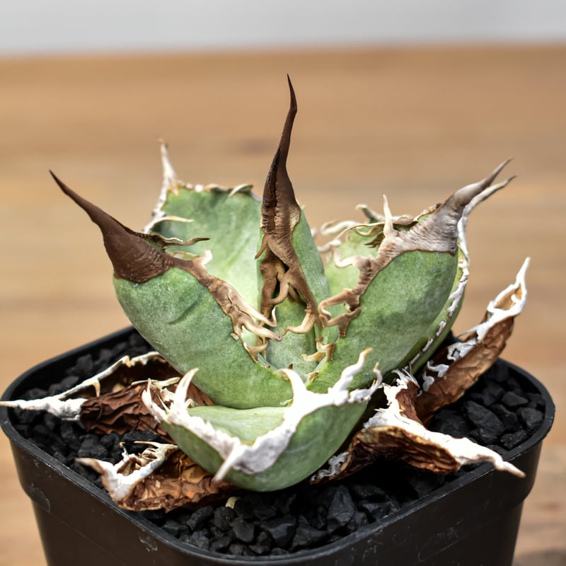 アガベ チタノタ DENNIS007【台湾 DENNIS007産/発根済み/中株】A DG2