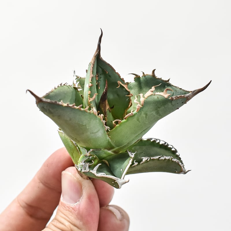 アガベ チタノタ DENNIS018 【台湾DENNIS産/発根済み/子株】E DN24