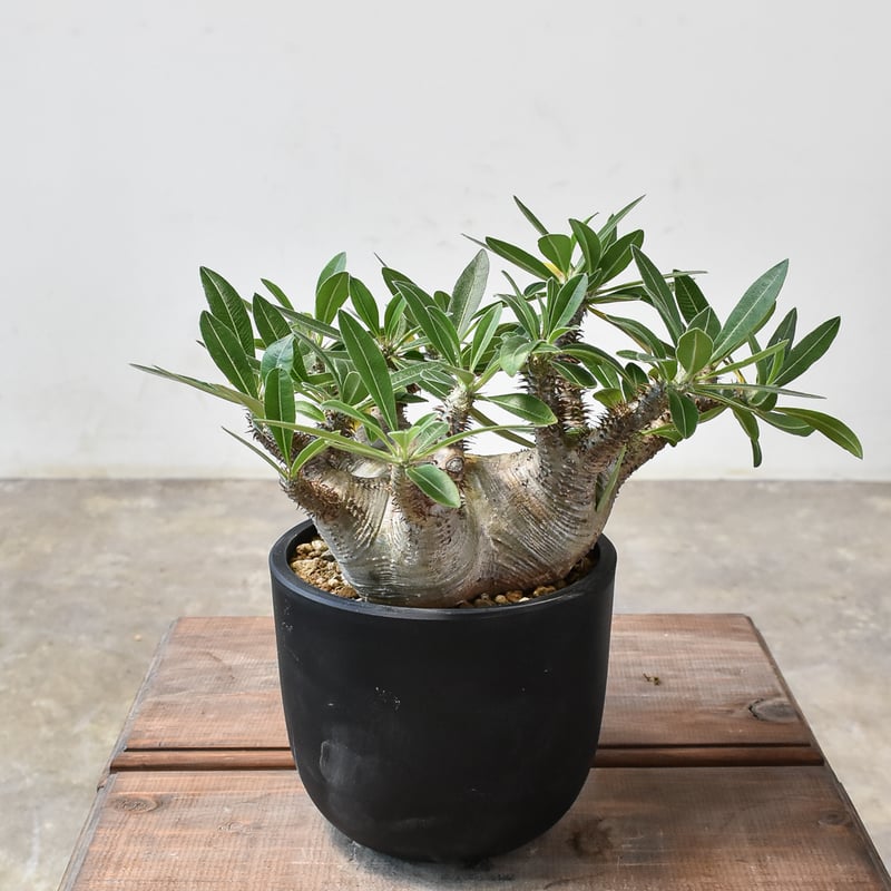 パキポディウム マカイエンセ 【現地球/発根済み】HK2409028(T