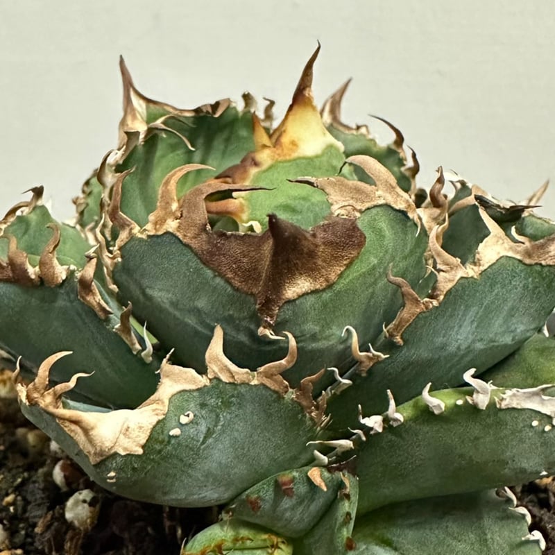 アガベ チタノタ 