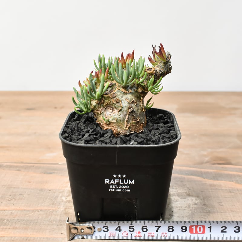 チレコドン ペアルソニー 