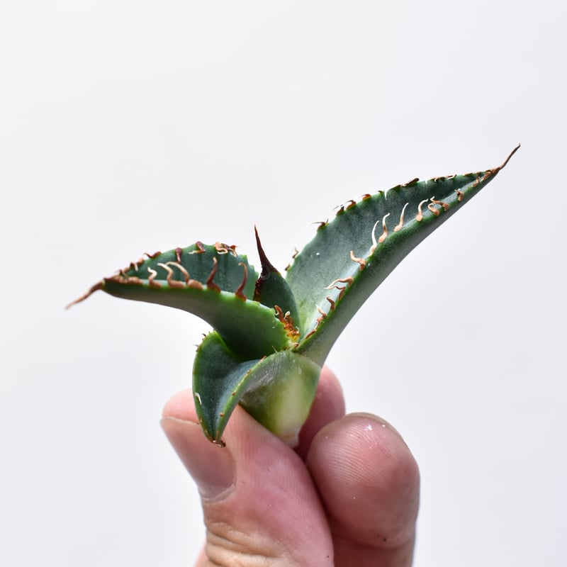 RAFLUMコレクション】アガベ チタノタ 