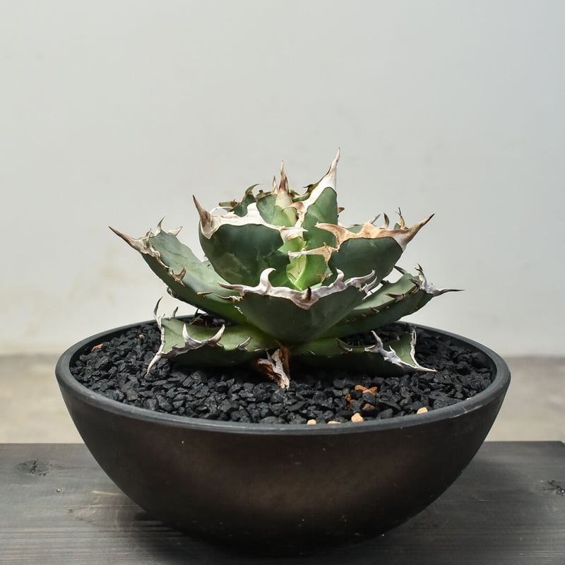 アガベ チタノタ クラブ 