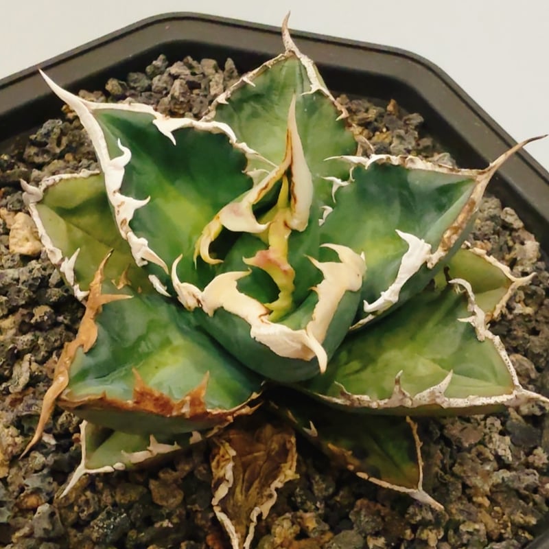 アガベ チタノタ 