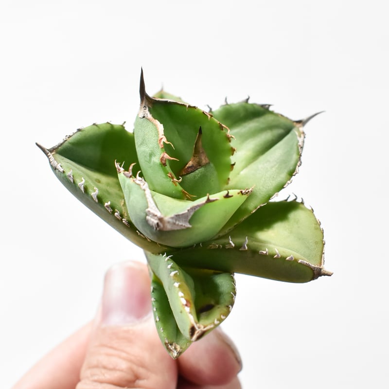 アガベ チタノタ 