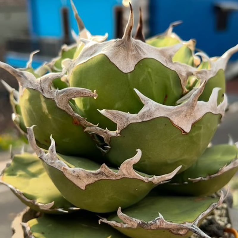 アガベ チタノタ 