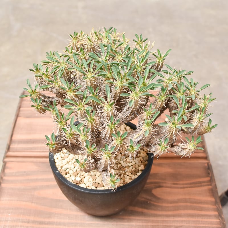 ユーフォルビア・ギラウミニアナ 【発根済み】HK232006(T) | RAFLUM