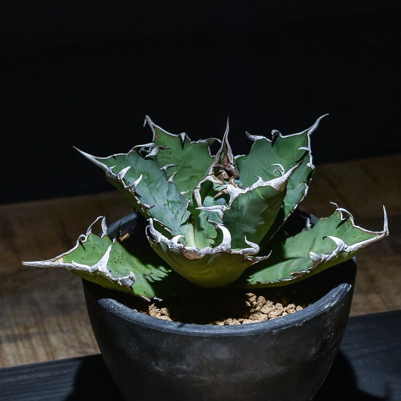 アガベ チタノタ FO-076（発根済み）RF22832 | RAFLUM / ラフラム｜東京