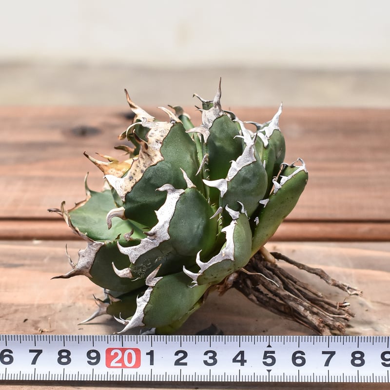 アガベ チタノタ 