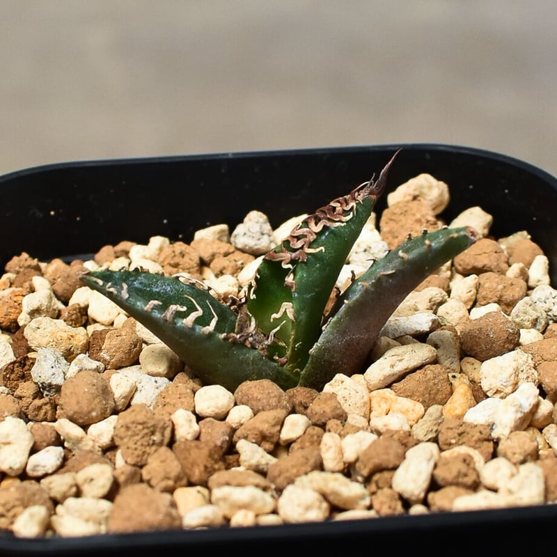 アガベ チタノタ 