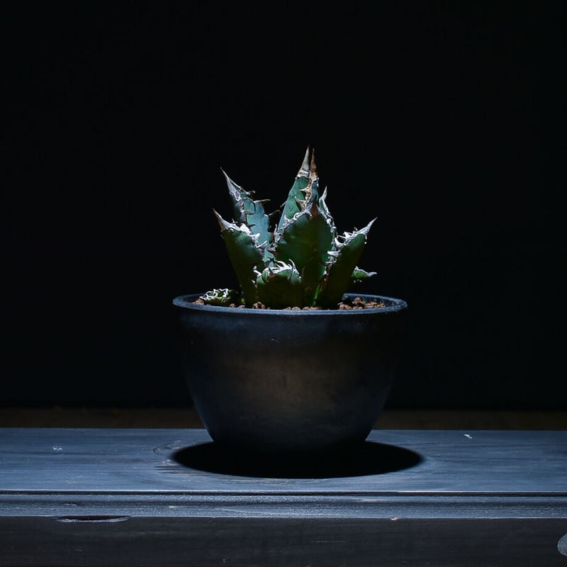 アガベ チタノタ レッドキャットウィーズル 