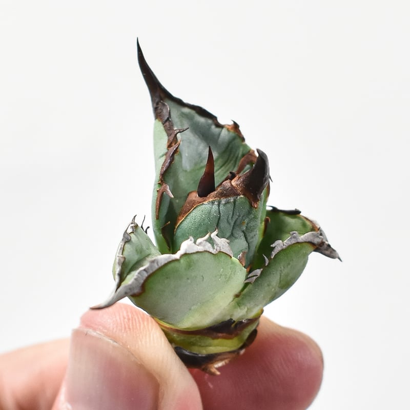 アガベ チタノタ DENNIS B05 【台湾DENNIS産/発根済み/子株】DN24028