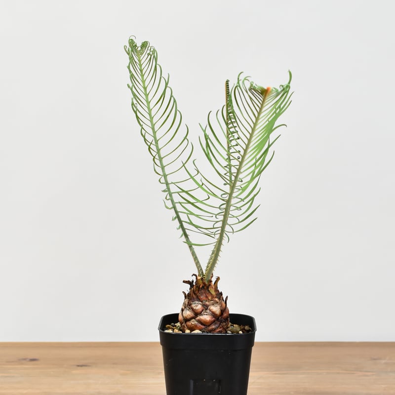 サイカス カイルンシアナ 【実生】RF25011356 | RAFLUM / ラフラム