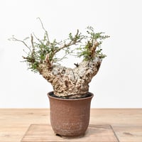 プヤ セルーレア【発根済み】HK2401937(T) | RAFLUM / ラフラム｜東京