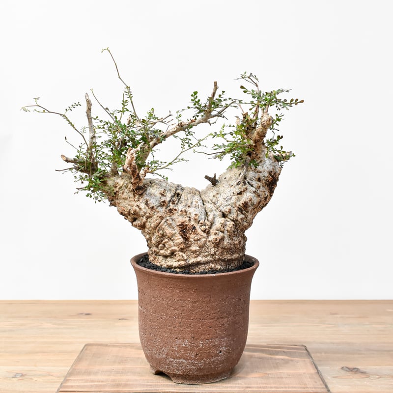 RAFLUMコレクション】オペルクリカリア パキプス 