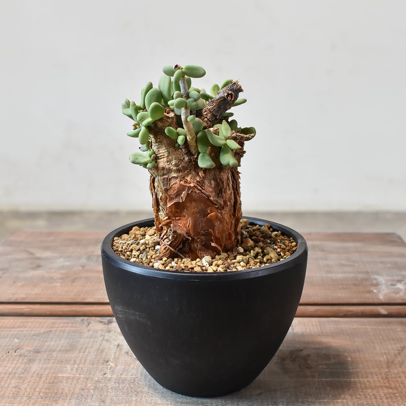 ケラリア ピグマエア 【発根済】A | RAFLUM / ラフラム｜東京、大阪の