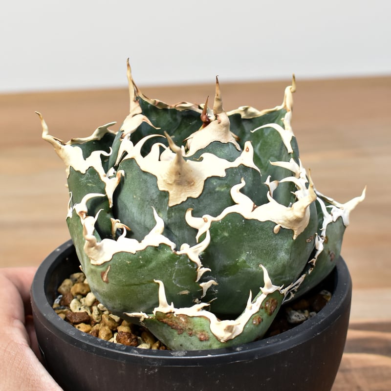 5CLAW】アガベ チタノタ “精品白鯨” 【台湾 dragon agave産/発根済み/中