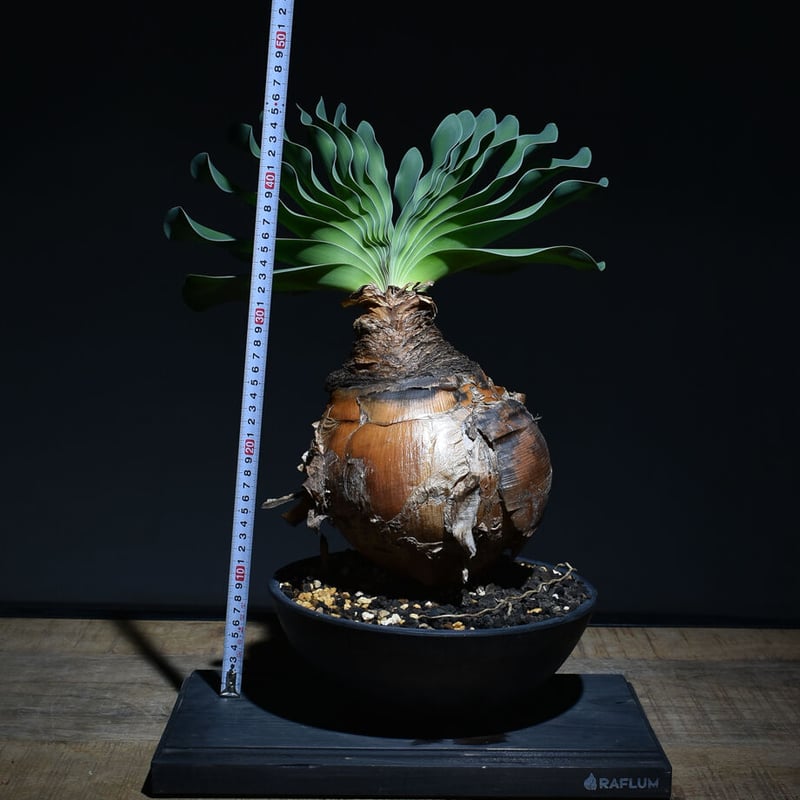 ブーファン ハエマンソイデス（発根済み）RF22148 | RAFLUM / ラフラム