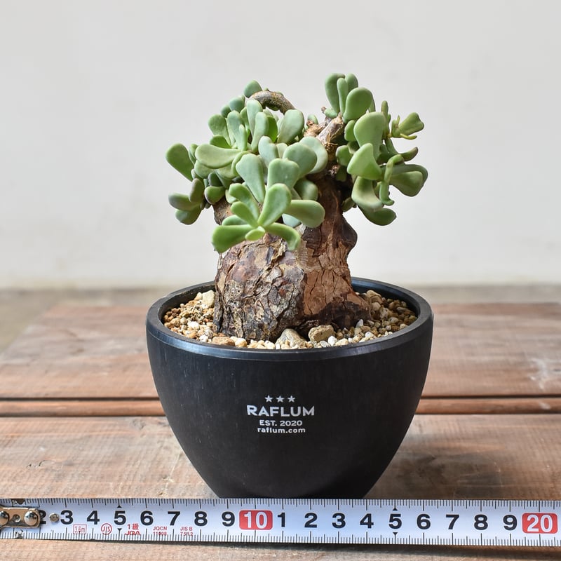 ケラリア ピグマエア 【発根済】S | RAFLUM / ラフラム｜東京、大阪の