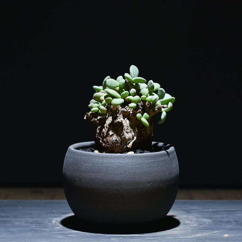 ケラリア ピグマエア （発根済）RF221007 | RAFLUM / ラフラム｜東京