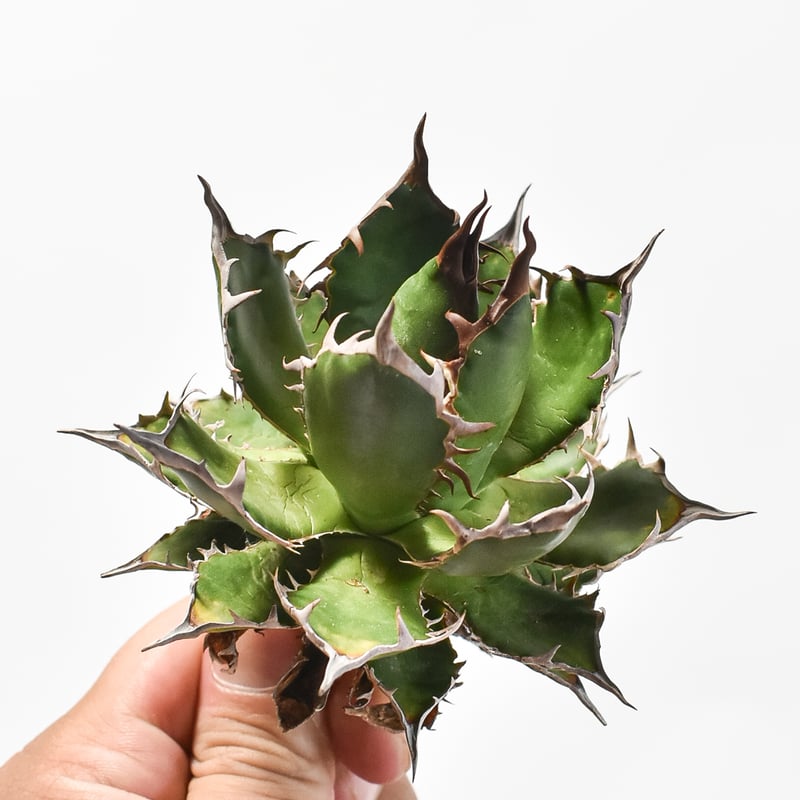 国内実生最高峰】アガベ ホリダ【OSPセレクト株 / 抜き苗 / 実生】31