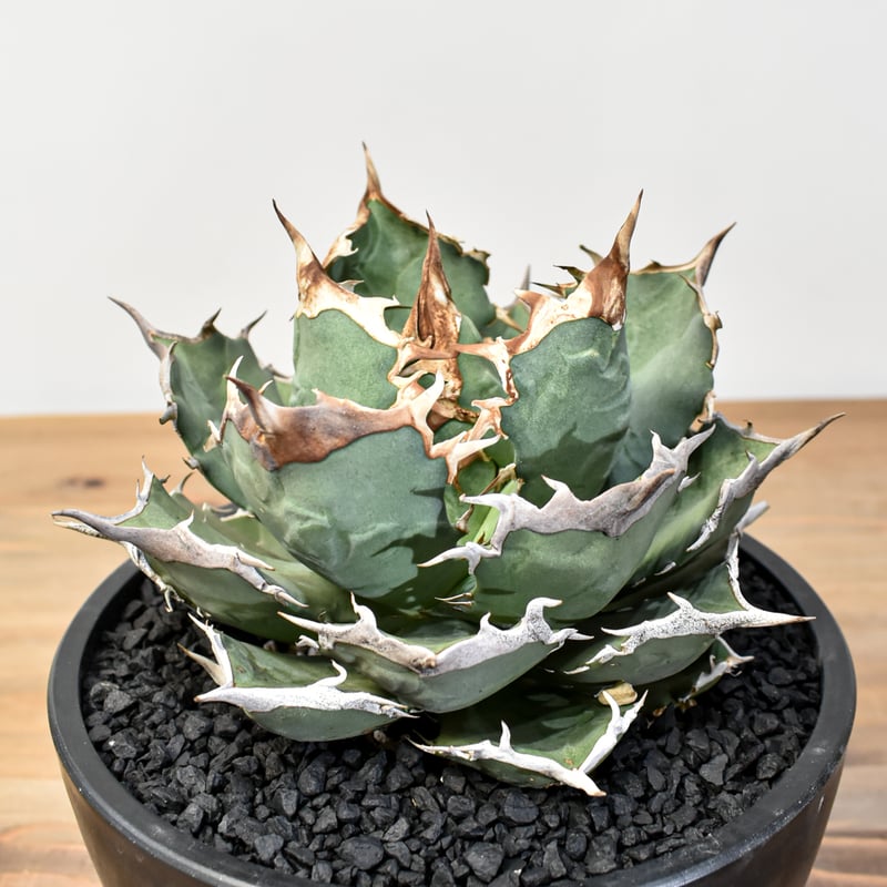 アガベ チタノタ 