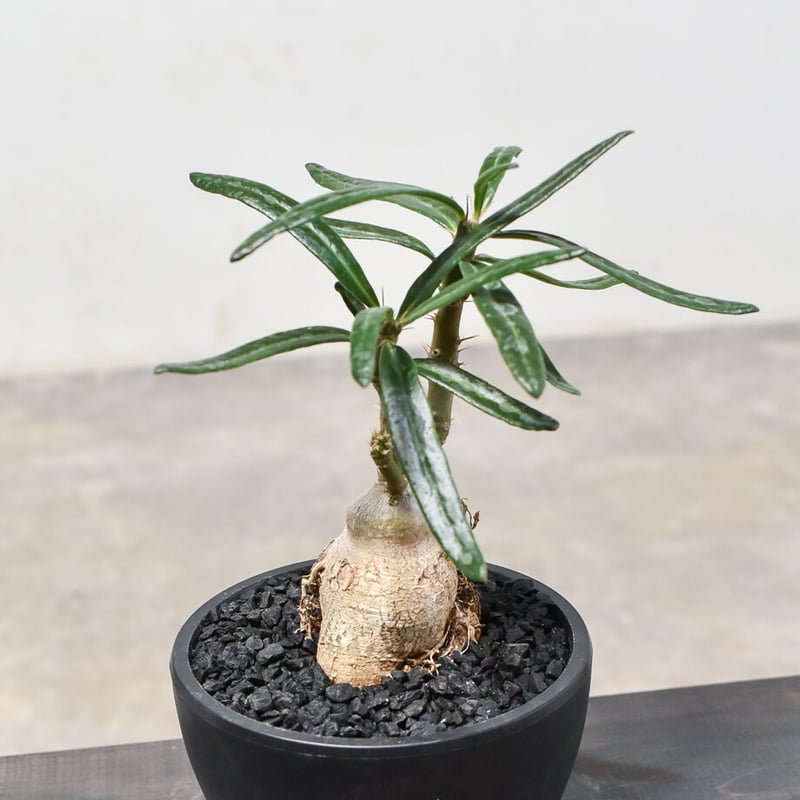 パキポディウム・ビスピノーサム (発根済み) RF231562 | RAFLUM