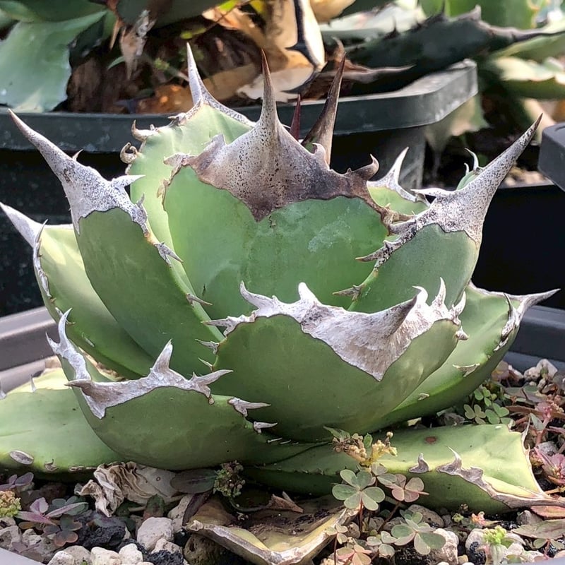 アガベ チタノタ 