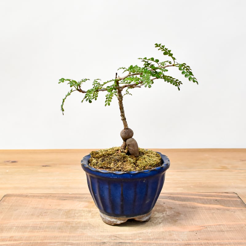 希少 hyb オペルクリカリア デカリー × ボレアリス 銅葉 パワータンク