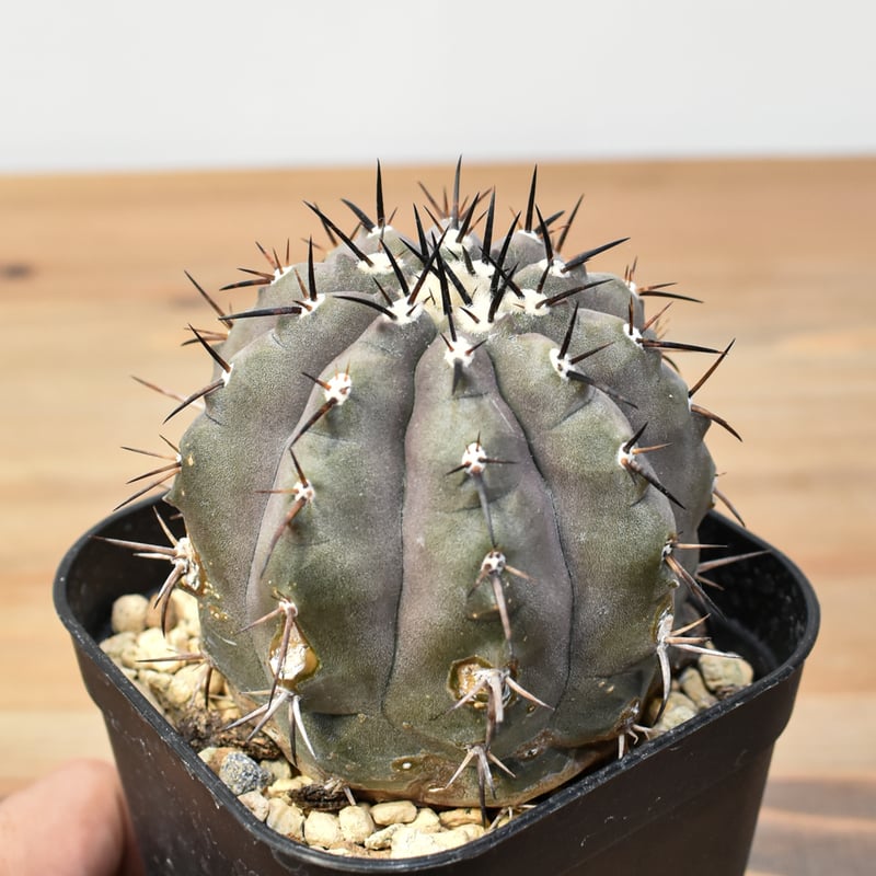 コピアポア シネレア 