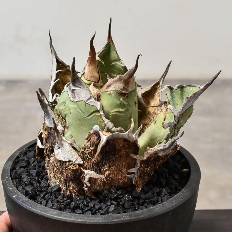 アガベ オアハカ 