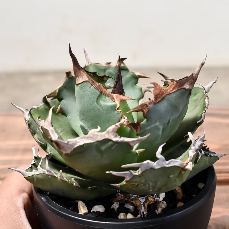 アガベ チタノタ クラブ 