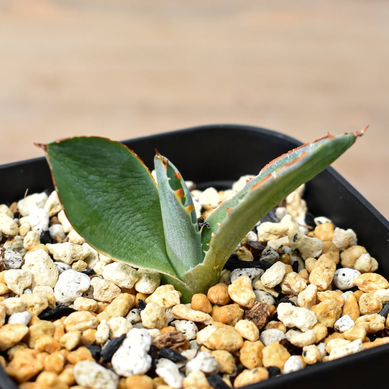 アガベ ハイブリット 