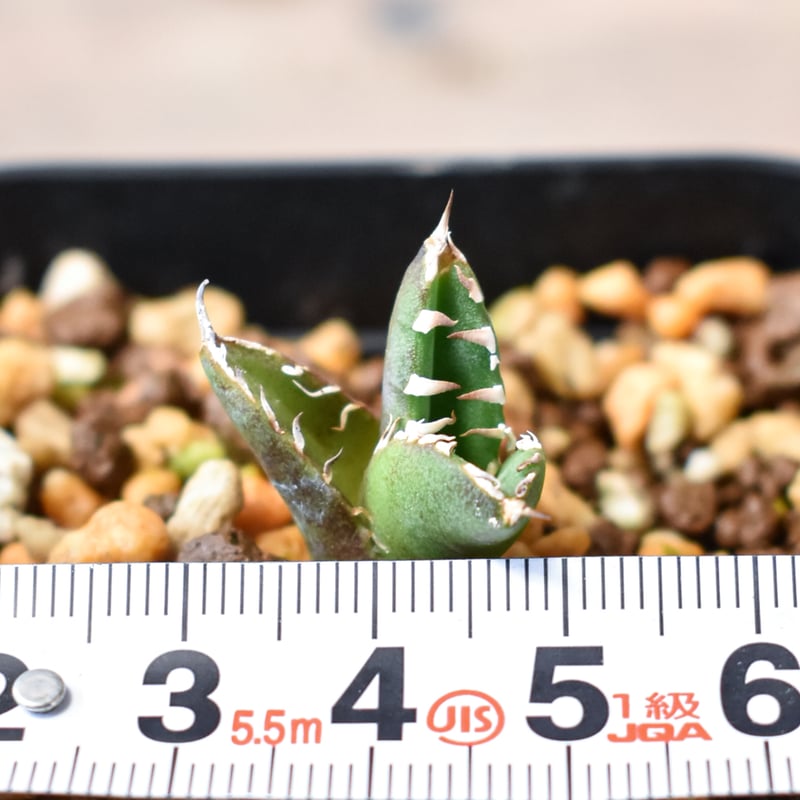 アガベ チタノタ 