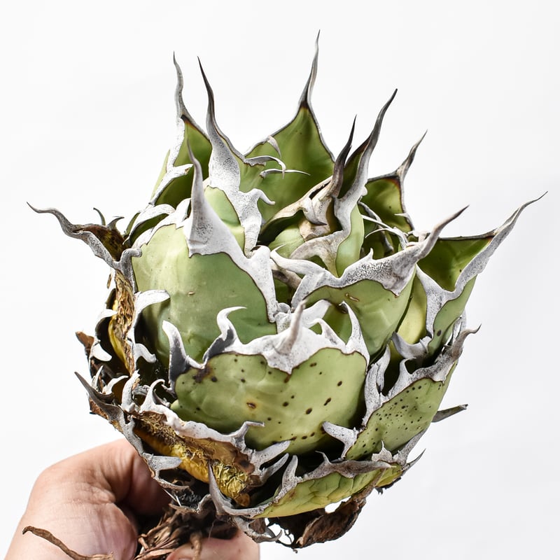 アガベ チタノタ 