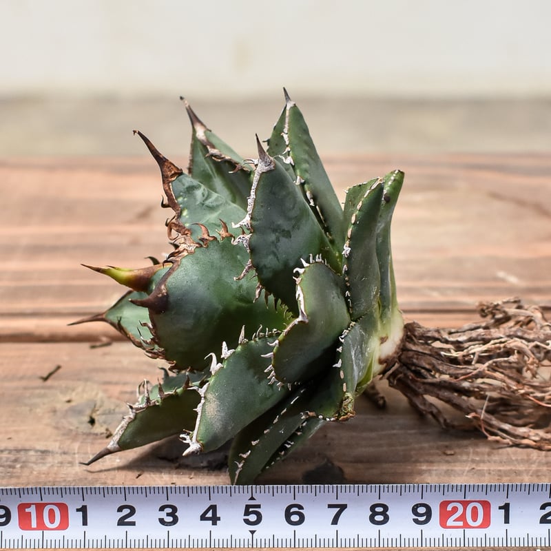 アガベ チタノタ 