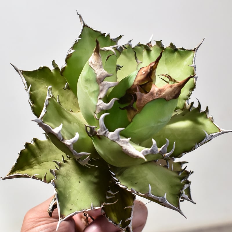 アガベ チタノタ レッドキャットウィーズル / 赤猫 , 紅猫 