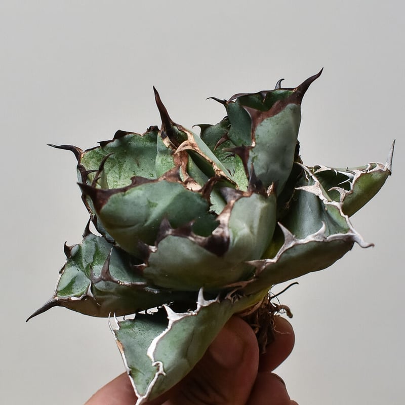 アガベ チタノタ ブラックアンドブルー 