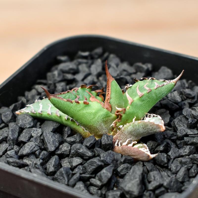 アガベ Dennis hybrid ホリダ×鬼爪（026） 