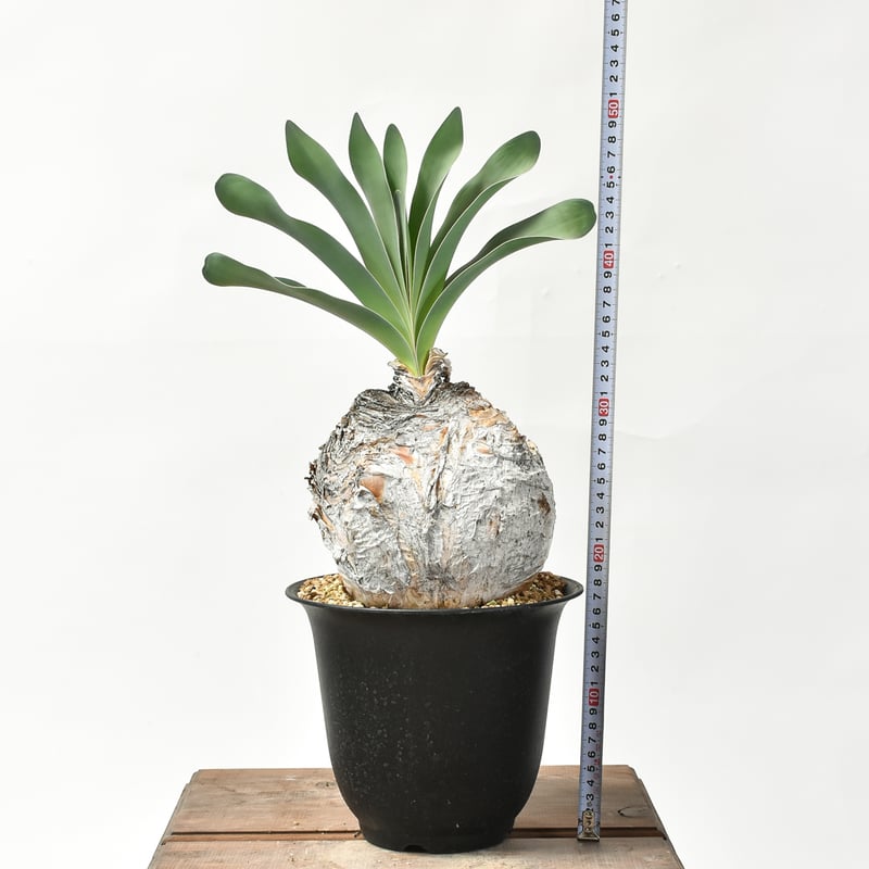 ブーファン ハエマンソイデス 