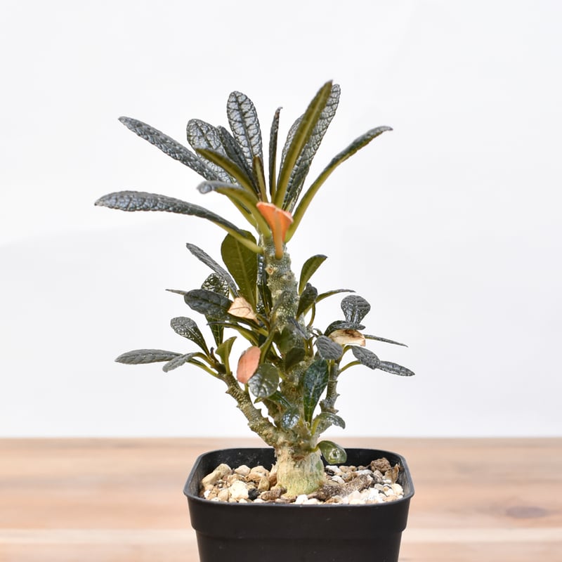 ドルステニア ギガス【実生】B | RAFLUM / ラフラム｜東京、大阪の塊根