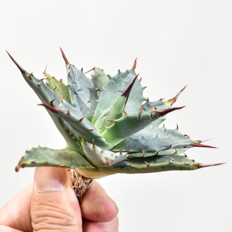 アガベ hybrid イシスメンシス×エボリスピナ/甲蟹X妖炎 【台湾 dragon