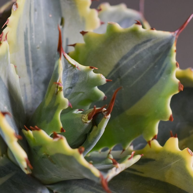 アガベ 怒雷神 錦（抜き苗販売）【ワイドリーフに斑入りの葉がとても